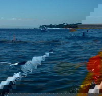 Mornington Peninsula Kayak Coastline Tour of Dolphin Sanctuary - Accommodation Kalgoorlie