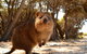 Pinnacles & Rottnest Island Scenic Air & Ground Tour - thumb 0