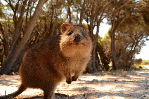 Pinnacles & Rottnest Island Scenic Air & Ground Tour - Accommodation Kalgoorlie 0