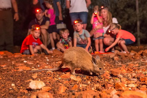Alice Springs Desert Park Nocturnal Tour - Accommodation Kalgoorlie 1