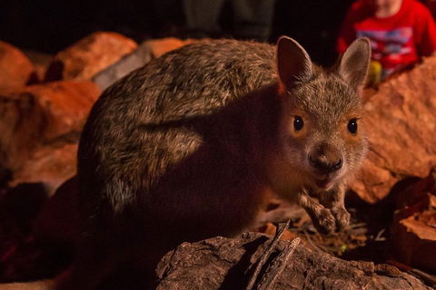 Alice Springs Desert Park Nocturnal Tour - Accommodation Kalgoorlie 3