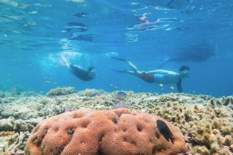 Great Barrier Reef Day Cruise To Reefworld - Accommodation Kalgoorlie 1