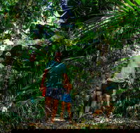 Full Day Daintree Rainforest and Mossman Gorge Tour - Accommodation Kalgoorlie