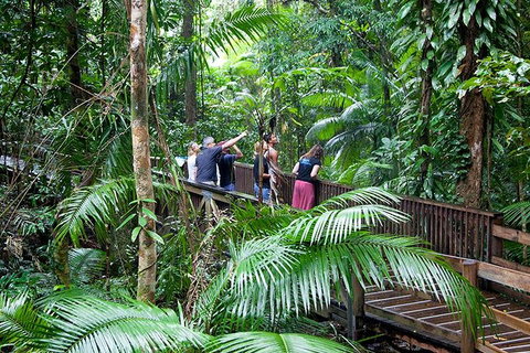 Full Day Daintree Rainforest And Mossman Gorge Tour - Accommodation Kalgoorlie 1