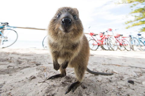 Rottnest Island Round-Trip Ferry From Perth Or Fremantle - Accommodation Kalgoorlie 3