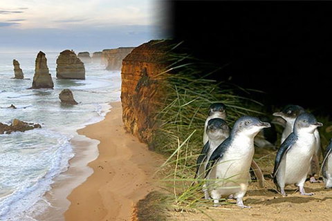 Melbourne Super Saver: Great Ocean Road + Phillip Island + Attraction Pass - Accommodation Kalgoorlie 0