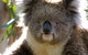 Melbourne Super Saver: Great Ocean Road + Phillip Island + Attraction Pass - thumb 3