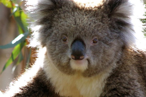 Melbourne Super Saver: Great Ocean Road + Phillip Island + Attraction Pass - Accommodation Kalgoorlie 3