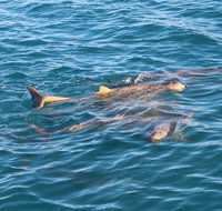Roebuck Bay Snubfin Dolphin Cruise - Accommodation Kalgoorlie