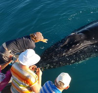 AOC Whale Watching from Broome - Accommodation Kalgoorlie