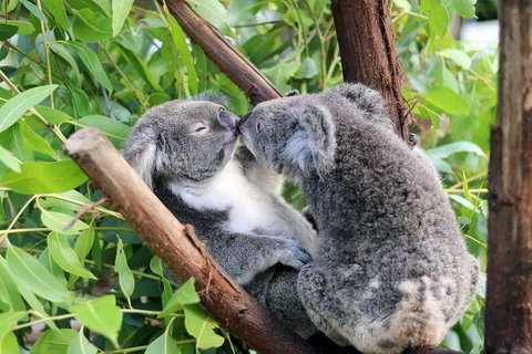 Classic Kuranda By Skyrail And Scenic Railway Including Rainforestation, Koala And Wildlife Park And Pamagirri Aboriginal Experi - Accommodation Kalgoorlie 3