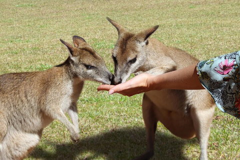 Kuranda Rainforestation & Kuranda Scenic Rail - Accommodation Kalgoorlie 4