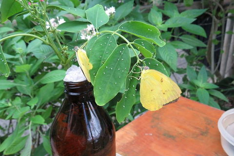 Australian Butterfly Sanctuary- Virtual Interactive Tour With Private Guide - Accommodation Kalgoorlie 0