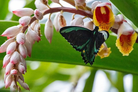 Australian Butterfly Sanctuary- Virtual Interactive Tour With Private Guide - Accommodation Kalgoorlie 2