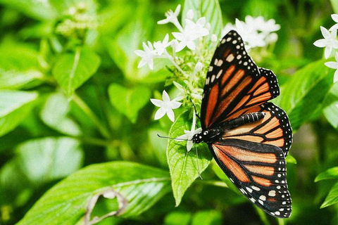 Australian Butterfly Sanctuary- Virtual Interactive Tour With Private Guide - Accommodation Kalgoorlie 4