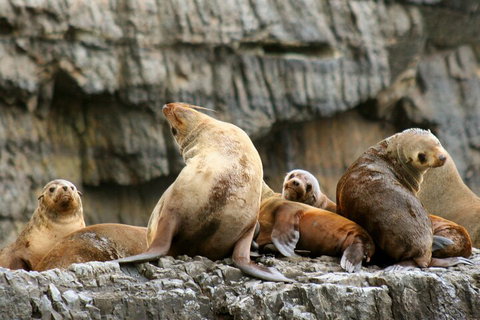Tasman Island Cruises And Port Arthur Historic Site Day Tour From Hobart - Accommodation Kalgoorlie 1