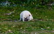 Bruny Island Traveller - Gourmet Tasting And Sightseeing Day Trip From Hobart - thumb 3