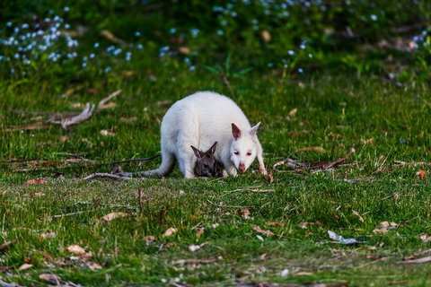 Bruny Island Traveller - Gourmet Tasting And Sightseeing Day Trip From Hobart - Accommodation Kalgoorlie 3