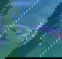 Dolphin Cruise from Adelaide with Optional Dolphin Swim - Accommodation Kalgoorlie