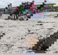 Kangaroo Island in a Day Tour from Adelaide - Accommodation Kalgoorlie