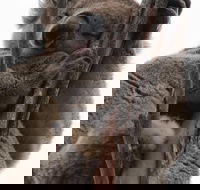 2-Day Kangaroo Island 4WD Small-Group Tour from Adelaide - Accommodation Kalgoorlie