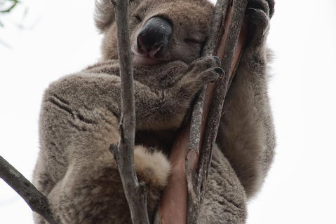 2-Day Kangaroo Island 4WD Small-Group Tour From Adelaide - Accommodation Kalgoorlie 0