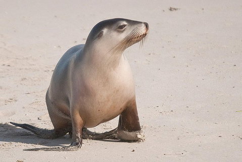 2-Day Kangaroo Island 4WD Small-Group Tour From Adelaide - Accommodation Kalgoorlie 4