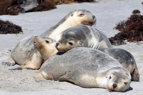 Small-Group Kangaroo Island 4WD Tour From Adelaide - Accommodation Kalgoorlie 1