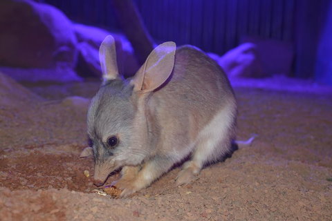 Kuranda Wildlife Experience Three Attraction Pass - Accommodation Kalgoorlie 0