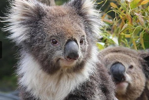 Kuranda Koala Gardens General Entry Ticket - Accommodation Kalgoorlie 1