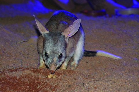 Kuranda Koala Gardens General Entry Ticket - Accommodation Kalgoorlie 3