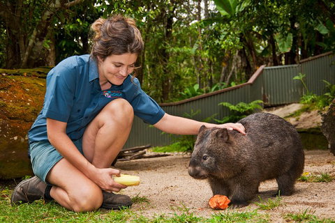 Kuranda Koala Gardens General Entry Ticket - Accommodation Kalgoorlie 4