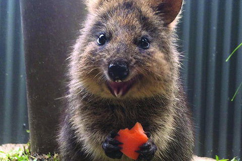 Kuranda Koala Gardens General Entry Ticket - Accommodation Kalgoorlie 5