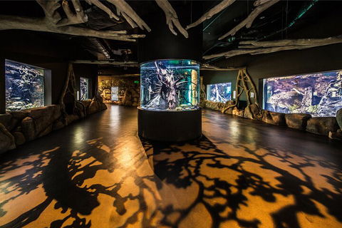 Cairns Aquarium By Twilight With 3-Course Dinner - Accommodation Kalgoorlie 3