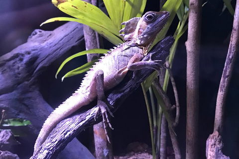 Cairns Aquarium Admission Ticket - Accommodation Kalgoorlie 0