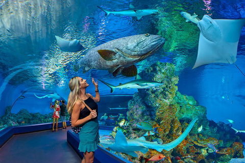 Cairns Aquarium Admission Ticket - Accommodation Kalgoorlie 3