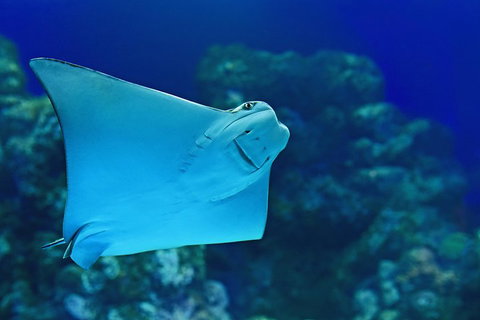 Cairns Aquarium Family Ticket - Accommodation Kalgoorlie 0