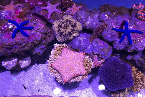 Cairns Aquarium Family Ticket - Accommodation Kalgoorlie 1