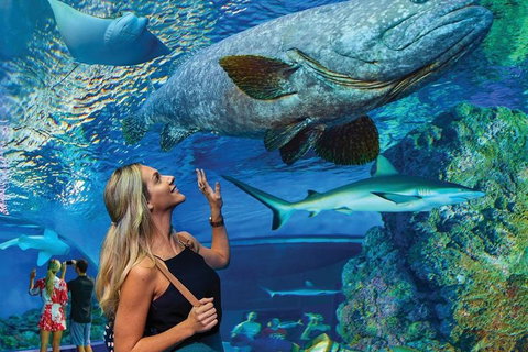 Cairns Aquarium Family Ticket - Accommodation Kalgoorlie 3
