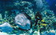 Cairns Aquarium Family Ticket - thumb 4