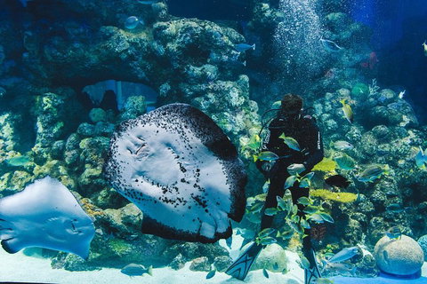 Cairns Aquarium Family Ticket - Accommodation Kalgoorlie 4