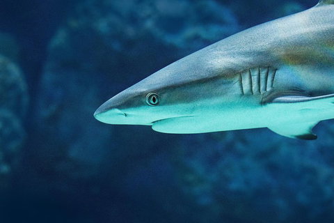 Cairns Aquarium Family Ticket - Accommodation Kalgoorlie 5