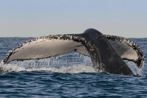 Sydney Whale-Watching Cruise Including Lunch Or Breakfast - Accommodation Kalgoorlie 0
