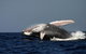Sydney Whale-Watching Cruise Including Lunch Or Breakfast - thumb 1