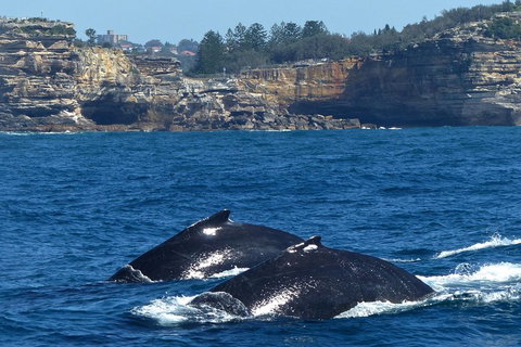 Sydney Whale-Watching Cruise Including Lunch Or Breakfast - Accommodation Kalgoorlie 2