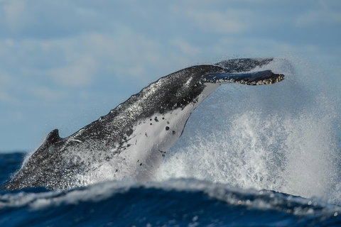 Sydney Whale-Watching Cruise Including Lunch Or Breakfast - Accommodation Kalgoorlie 4
