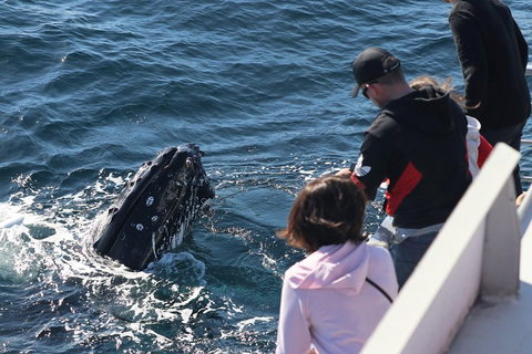 Sydney Whale-Watching Cruise Including Lunch Or Breakfast - Accommodation Kalgoorlie 5