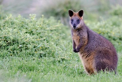 Phillip Island Penguin Parade Day Trip With Koala Conservation Reserve Visit - Accommodation Kalgoorlie 1