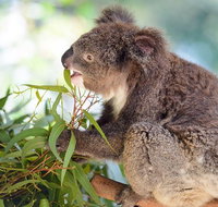 Blue Mountains Private Tour with Kangaroos  Koala Encounter - Accommodation Kalgoorlie