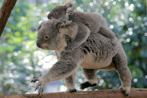 Lone Pine Koala Sanctuary Admission With Brisbane River Cruise - Accommodation Kalgoorlie 0